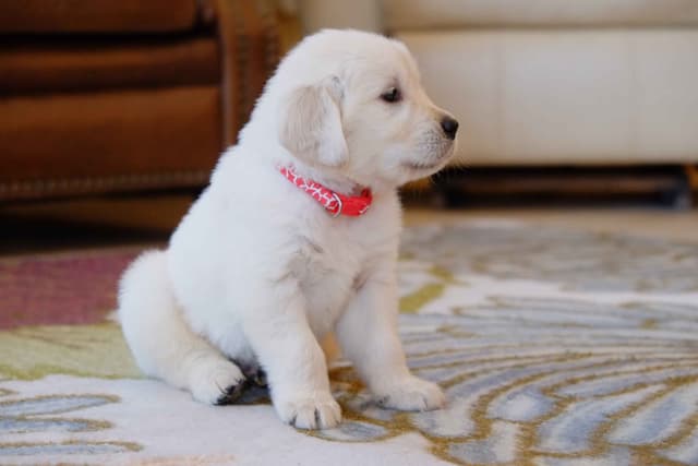 Golden Retriever Puppies media 12