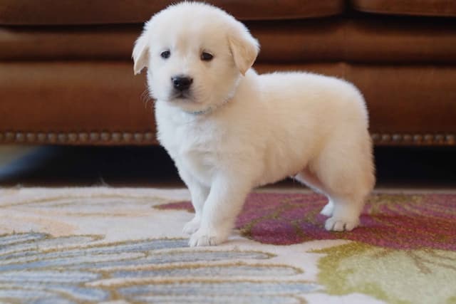 Golden Retriever Puppies media 14