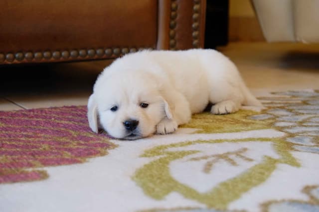 Golden Retriever Puppies media 13