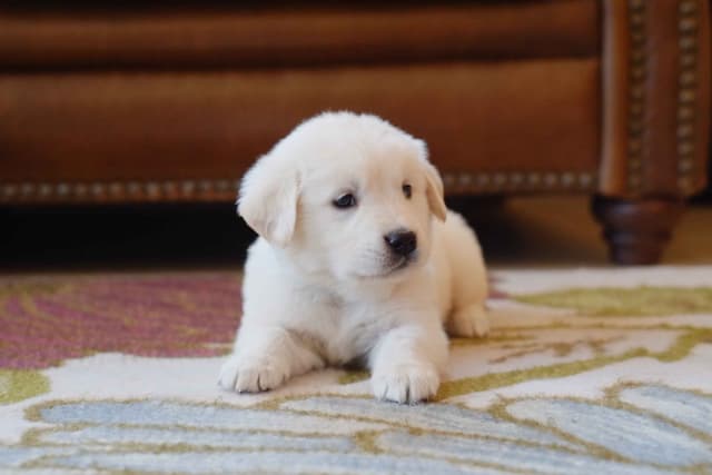 Golden Retriever Puppies media 15