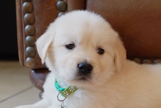 Golden Retriever Puppies media 16