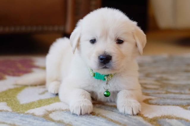 Golden Retriever Puppies media 17