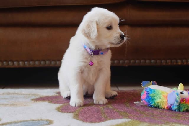 Golden Retriever Puppies media 18
