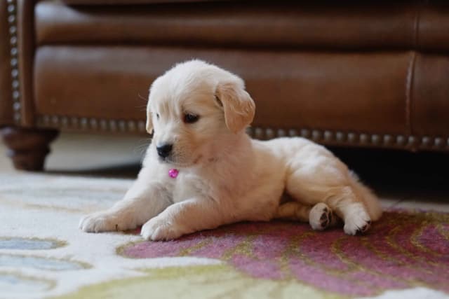 Golden Retriever Puppies media 19