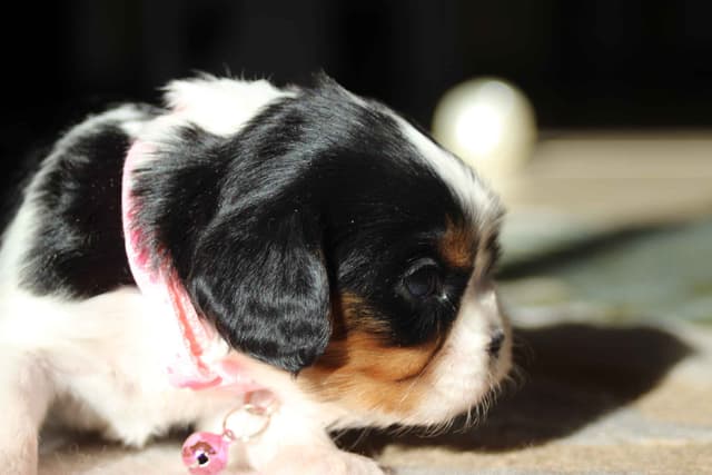 Cavalier King Charles Spaniel Puppies media 17