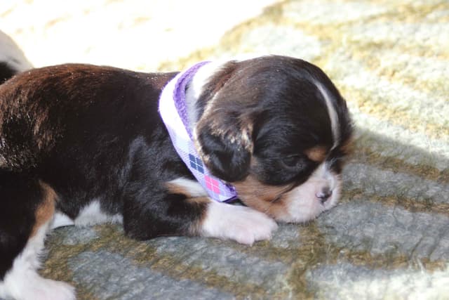 Cavalier King Charles Spaniel Puppies media 18