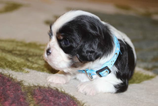 Cavalier King Charles Spaniel Puppies media 19