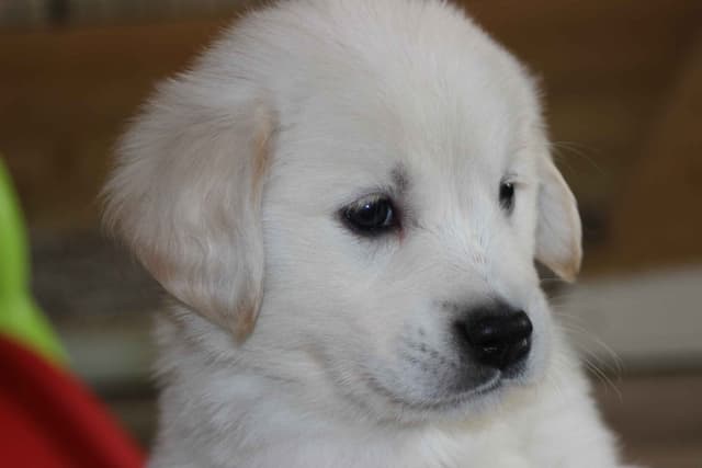 Golden Retriever Puppies media 21