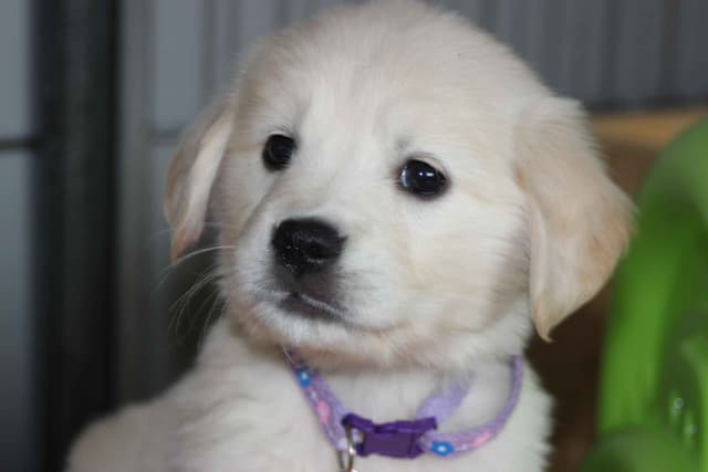 Golden Retriever Puppies media 22