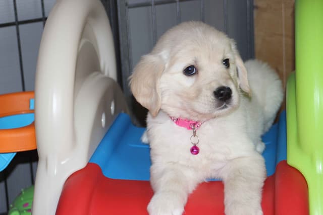 Golden Retriever Puppies media 23
