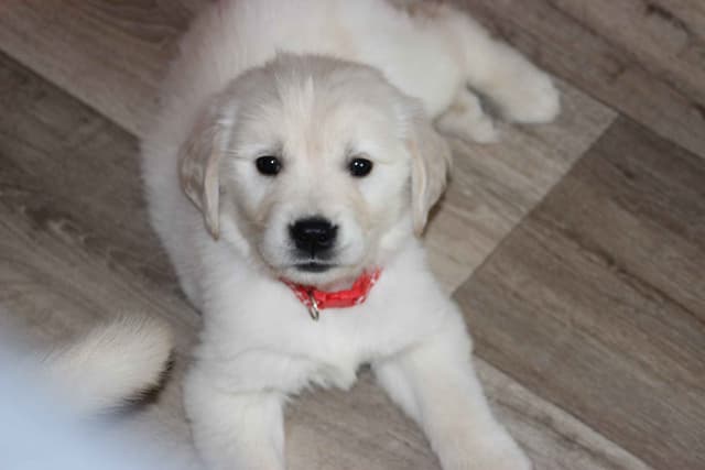 Golden Retriever Puppies media 24