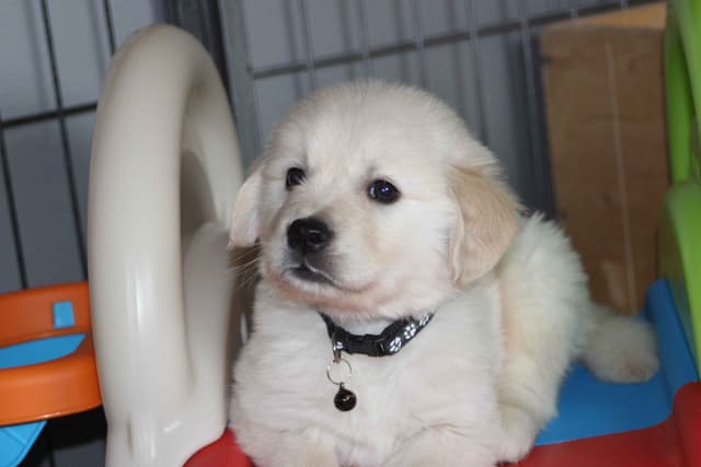 Golden Retriever Puppies media 25