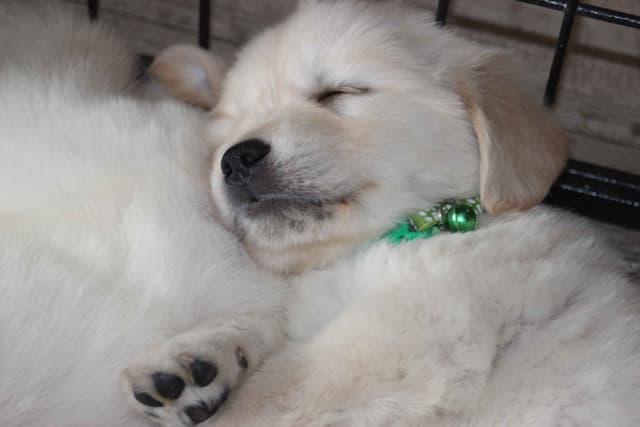 Golden Retriever Puppies media 26