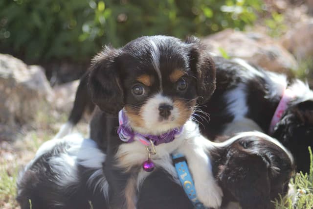 Cavalier King Charles Spaniel Puppies media 20