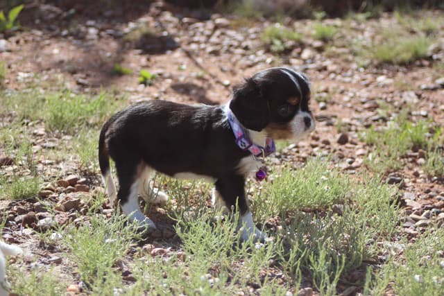 Cavalier King Charles Spaniel Puppies media 21