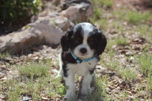 Cavalier King Charles Spaniel Puppies media 22