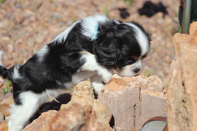 Cavalier King Charles Spaniel Puppies media 23