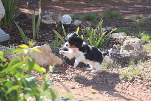 Cavalier King Charles Spaniel Puppies media 24