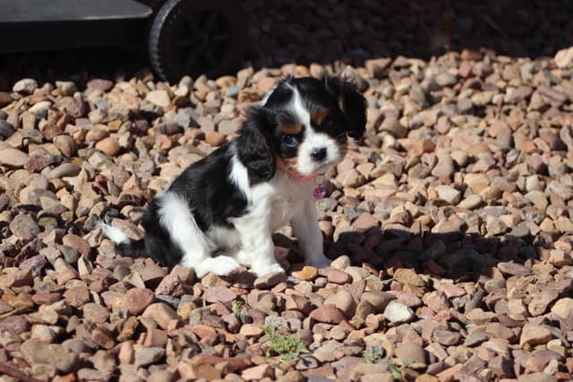 Cavalier King Charles Spaniel Puppies media 25