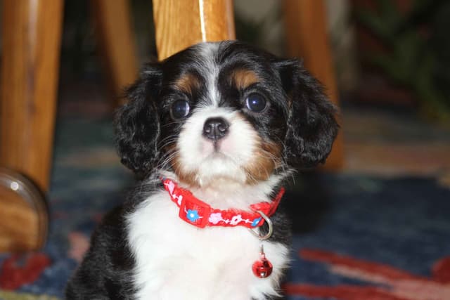 Cavalier King Charles Spaniel Puppies media 6