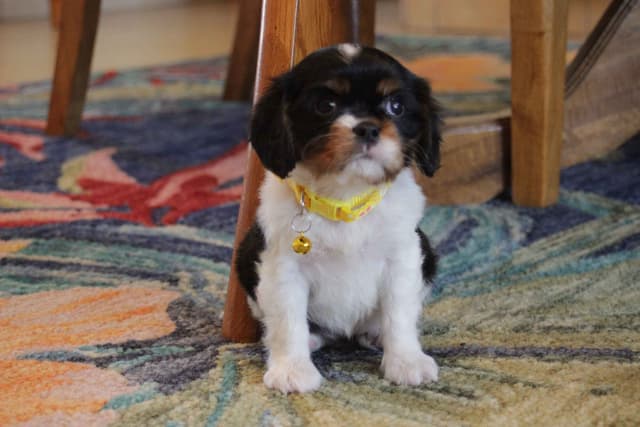 Cavalier King Charles Spaniel Puppies media 28