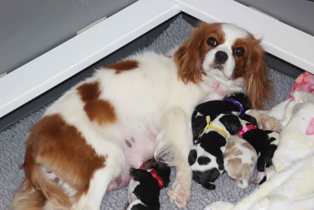 Cavalier King Charles Spaniel Puppies media 26