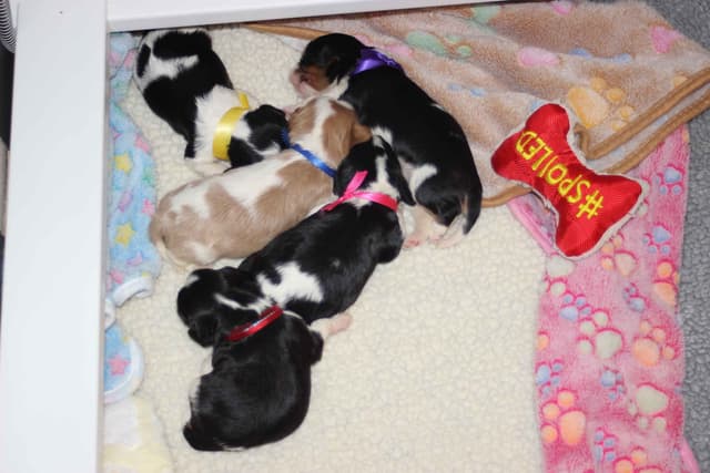 Cavalier King Charles Spaniel Puppies media 27