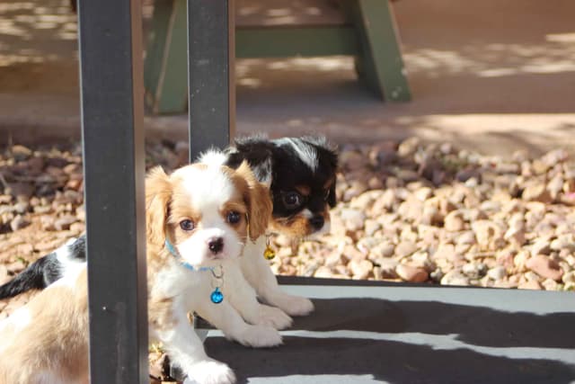 Cavalier King Charles Spaniel Puppies media 30