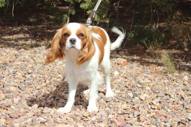 Cavalier King Charles Spaniel Puppies media 8