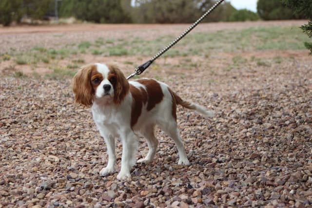 Cavalier King Charles Spaniel Puppies media 9