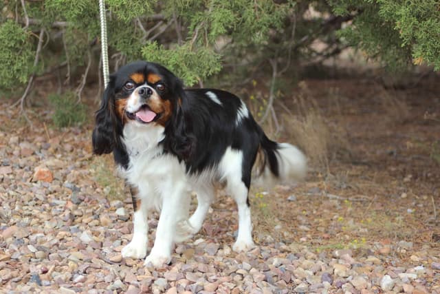Cavalier King Charles Spaniel Puppies media 12