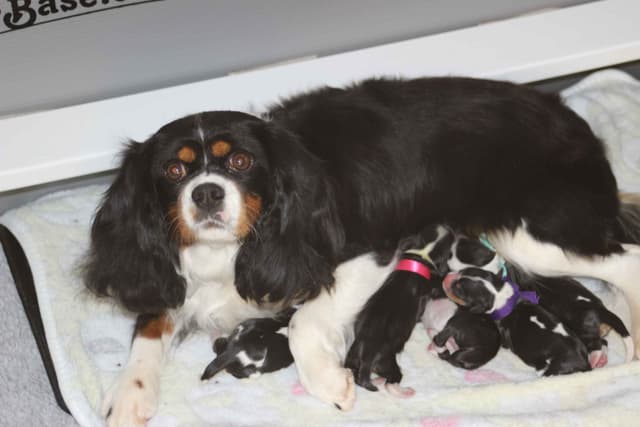 Cavalier King Charles Spaniel Puppies media 2