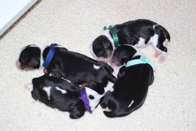 Cavalier King Charles Spaniel Puppies media 5