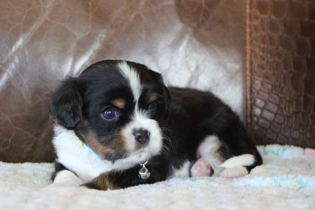 Cavalier King Charles Spaniel Puppies media 4