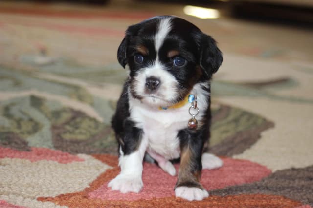 Cavalier King Charles Spaniel Puppies media 3