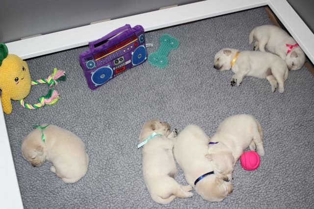 Golden Retriever Puppies media 6
