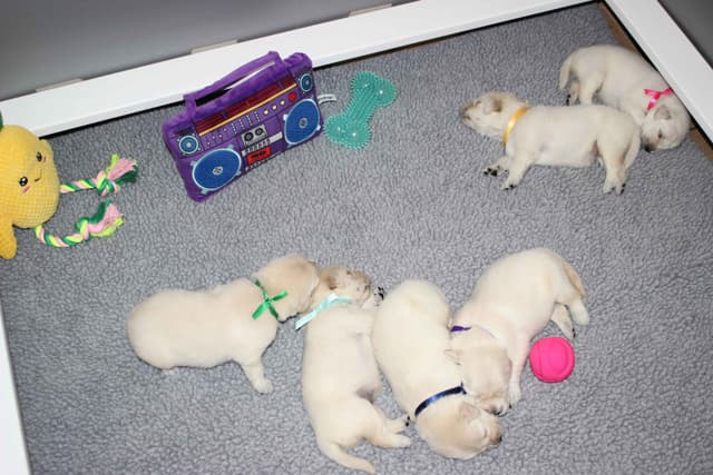 Golden Retriever Puppies media 7