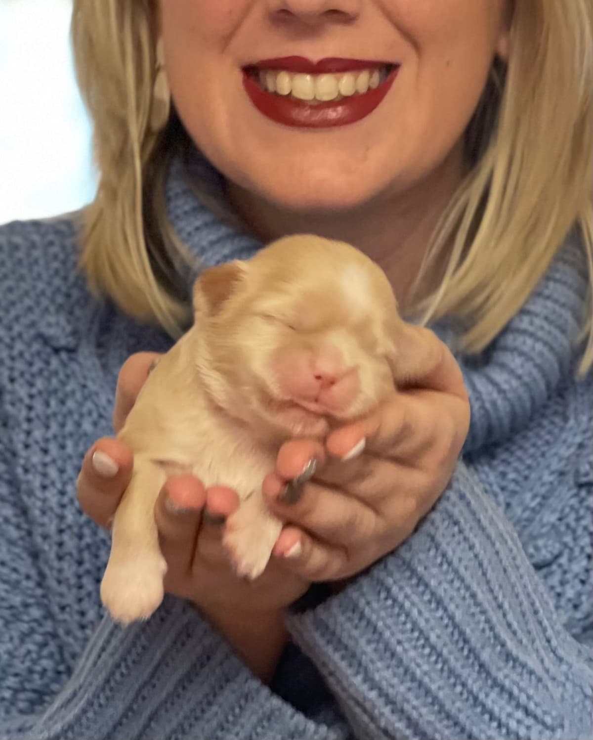 Last one in the litter and she is awesomePast Chewing Stage. So smart! breeder image 1