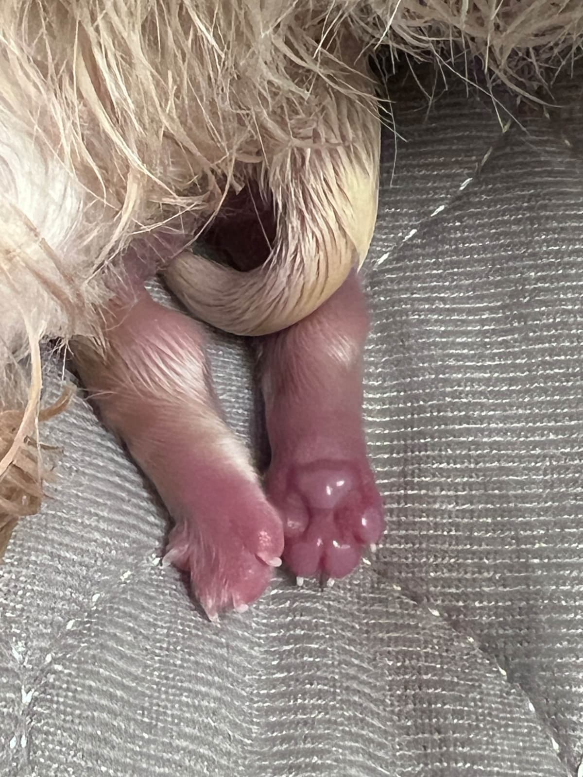 Last one in the litter and she is awesomePast Chewing Stage. So smart! breeder image 2