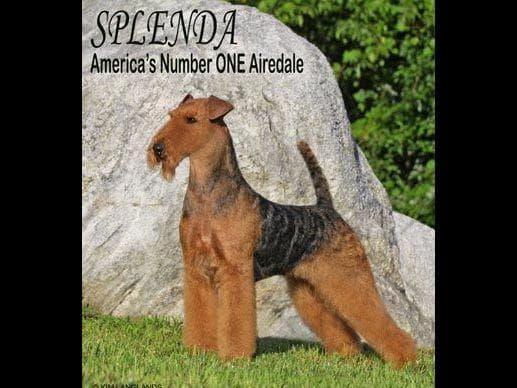 JOVAL Brussels Griffon Puppies breeder image 16