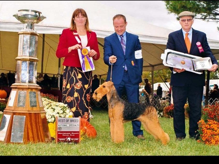 JOVAL Brussels Griffon Puppies breeder image 9
