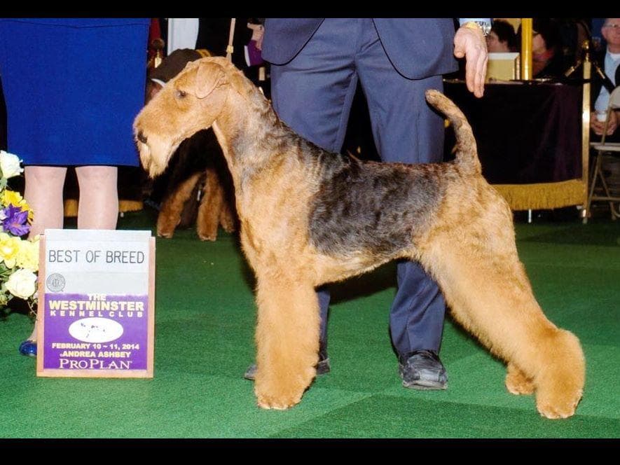 JOVAL Brussels Griffon Puppies breeder image 15