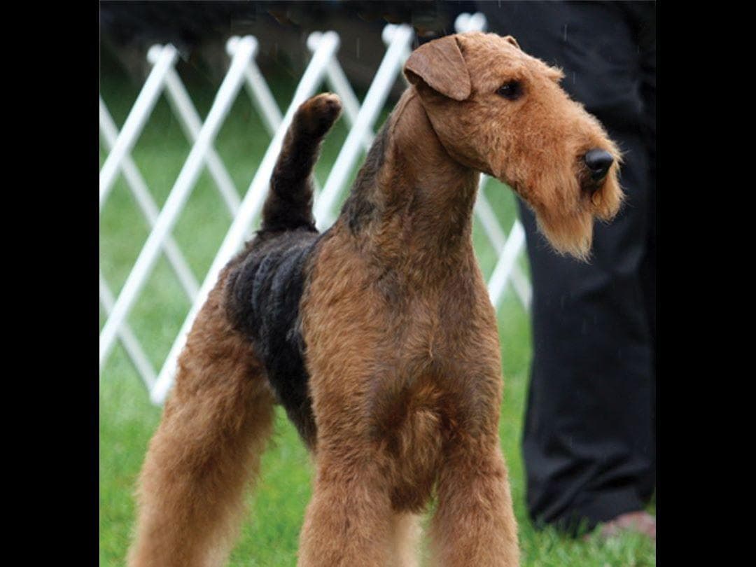 JOVAL Brussels Griffon Puppies breeder image 14