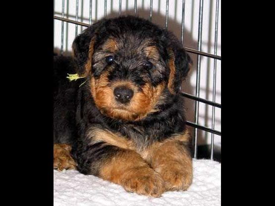 JOVAL Brussels Griffon Puppies breeder image 12