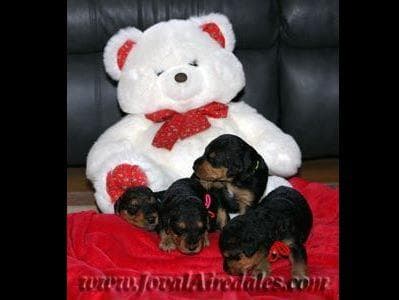 JOVAL Brussels Griffon Puppies breeder image 11