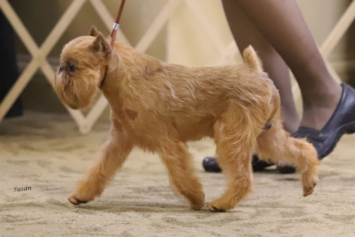 JOVAL Brussels Griffon Puppies breeder image 18