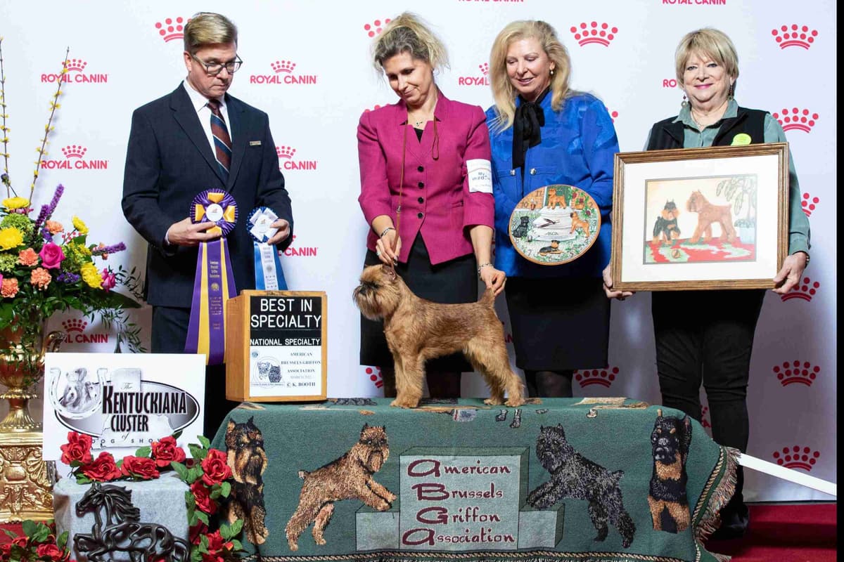 JOVAL Brussels Griffon Puppies breeder image 4