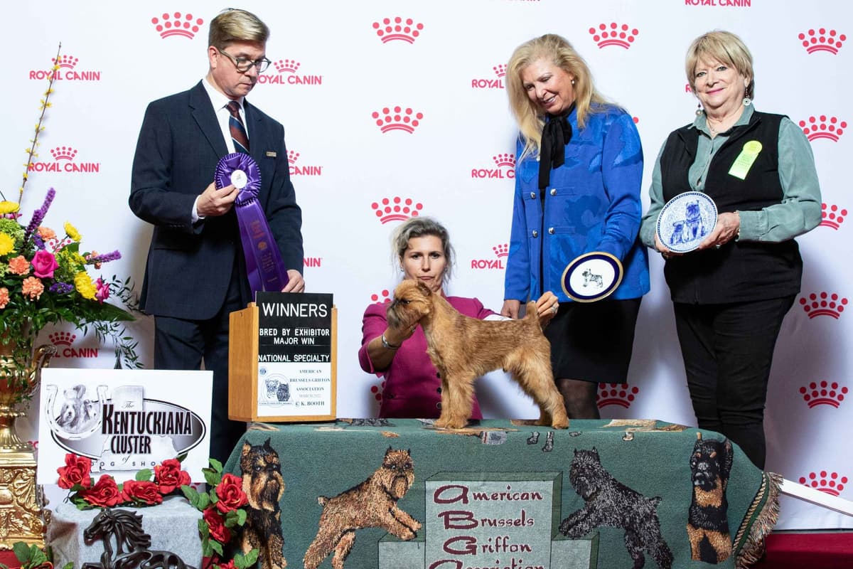 JOVAL Brussels Griffon Puppies breeder image 6