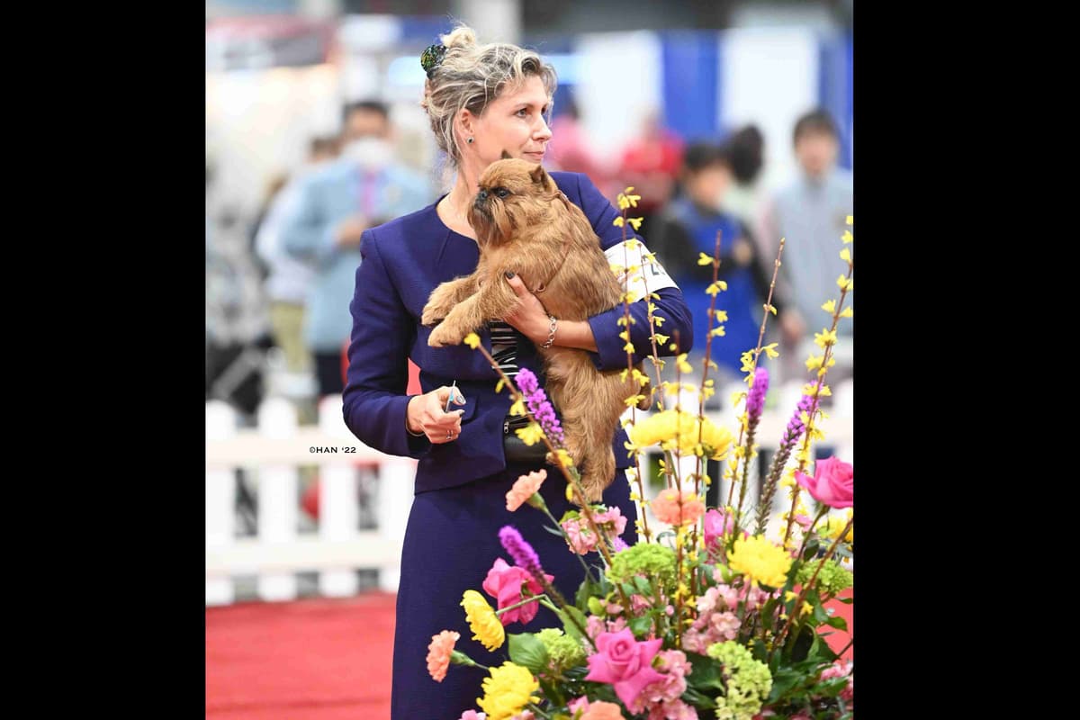 JOVAL Brussels Griffon Puppies breeder image 1