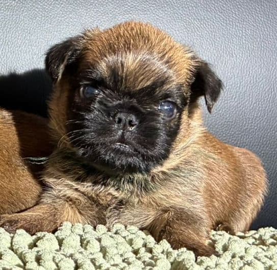 JOVAL Brussels Griffon Puppies media 2